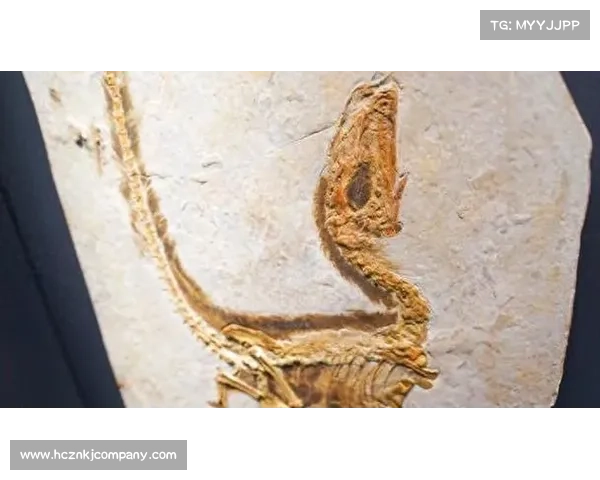 揭开生命石之谜探索龙之谷深处隐藏的远古力量与秘密